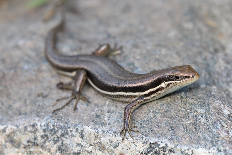 skink